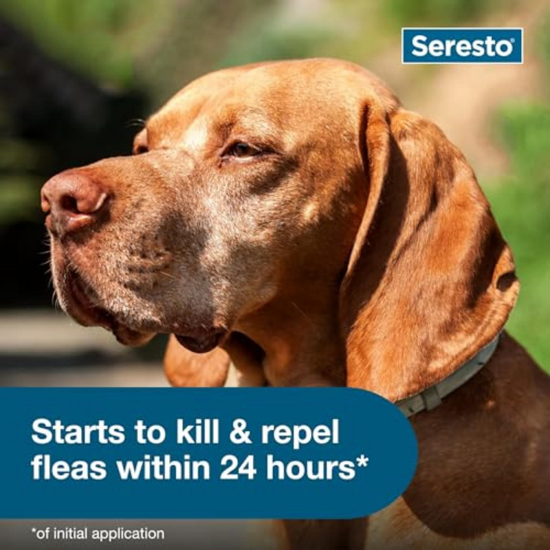 Seresto Large Dog Flea & Tick Collar – 8 Months of Protection