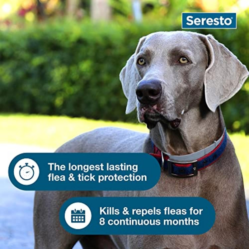 Seresto Large Dog Flea & Tick Collar – 8 Months of Protection